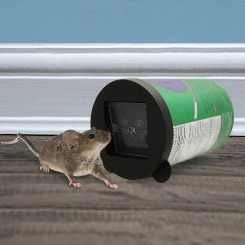 Cat can mouse - mouse, –