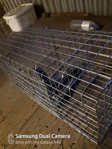 Black cat rat trap - cat, and