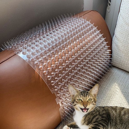 Cat scat mat - 8/16/24,