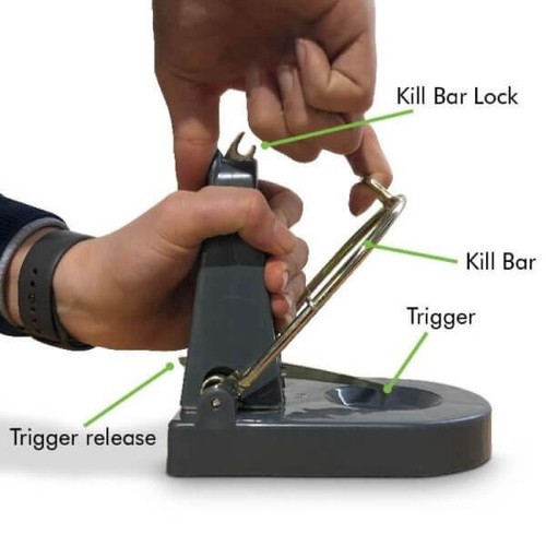 Black cat rat - trap,