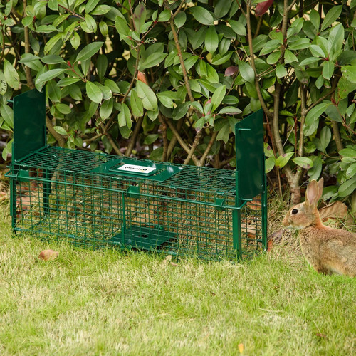 Humane live catch fox - fox, trap