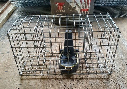 Black cat rat trap - trap, nano